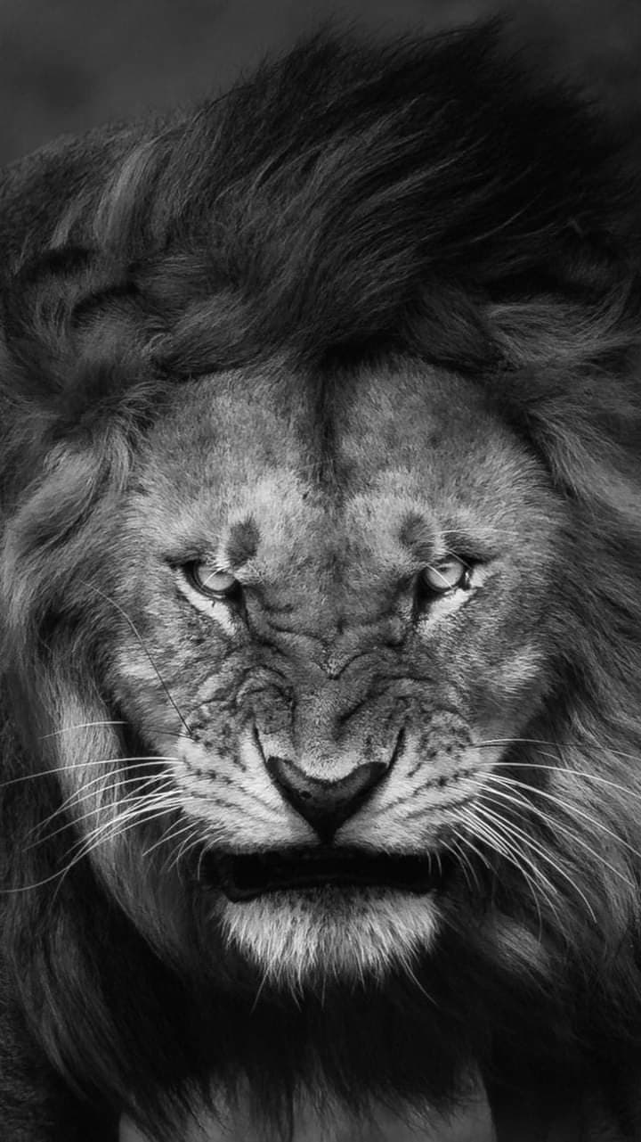 King 👑👑💋 banner image