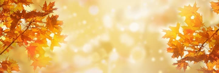 Autumn Everlyn🍁 banner image