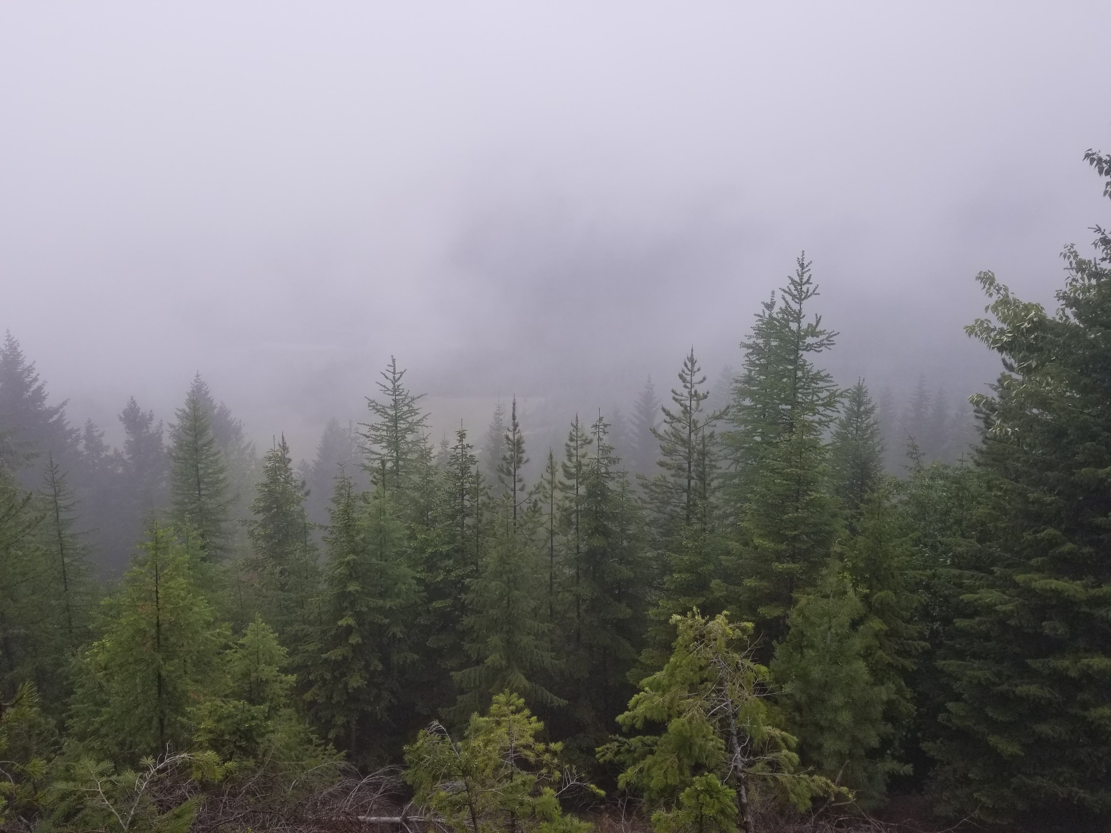 Laylaa Day (Free) banner image