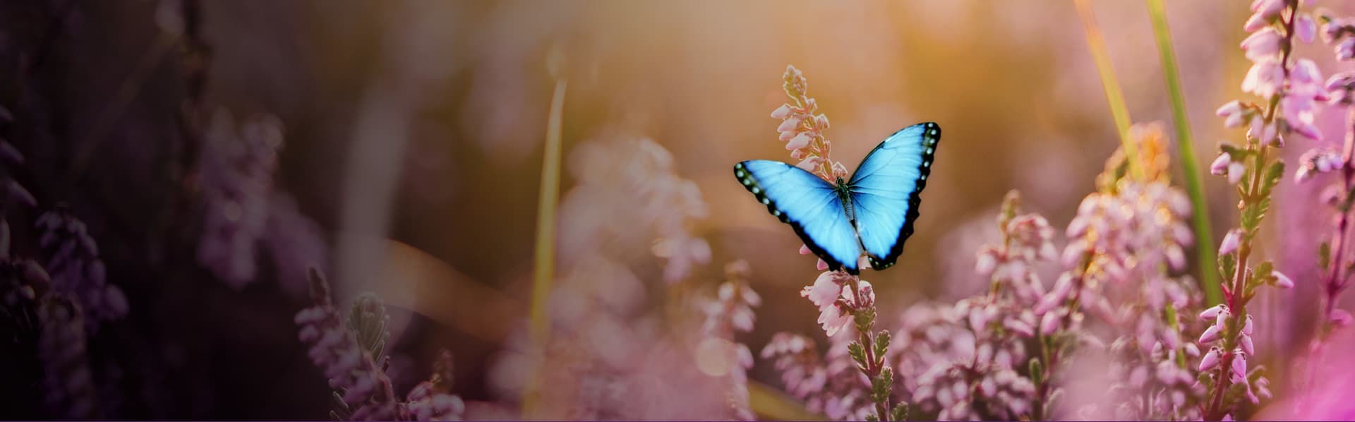 ❤️Lindy❤️ banner image