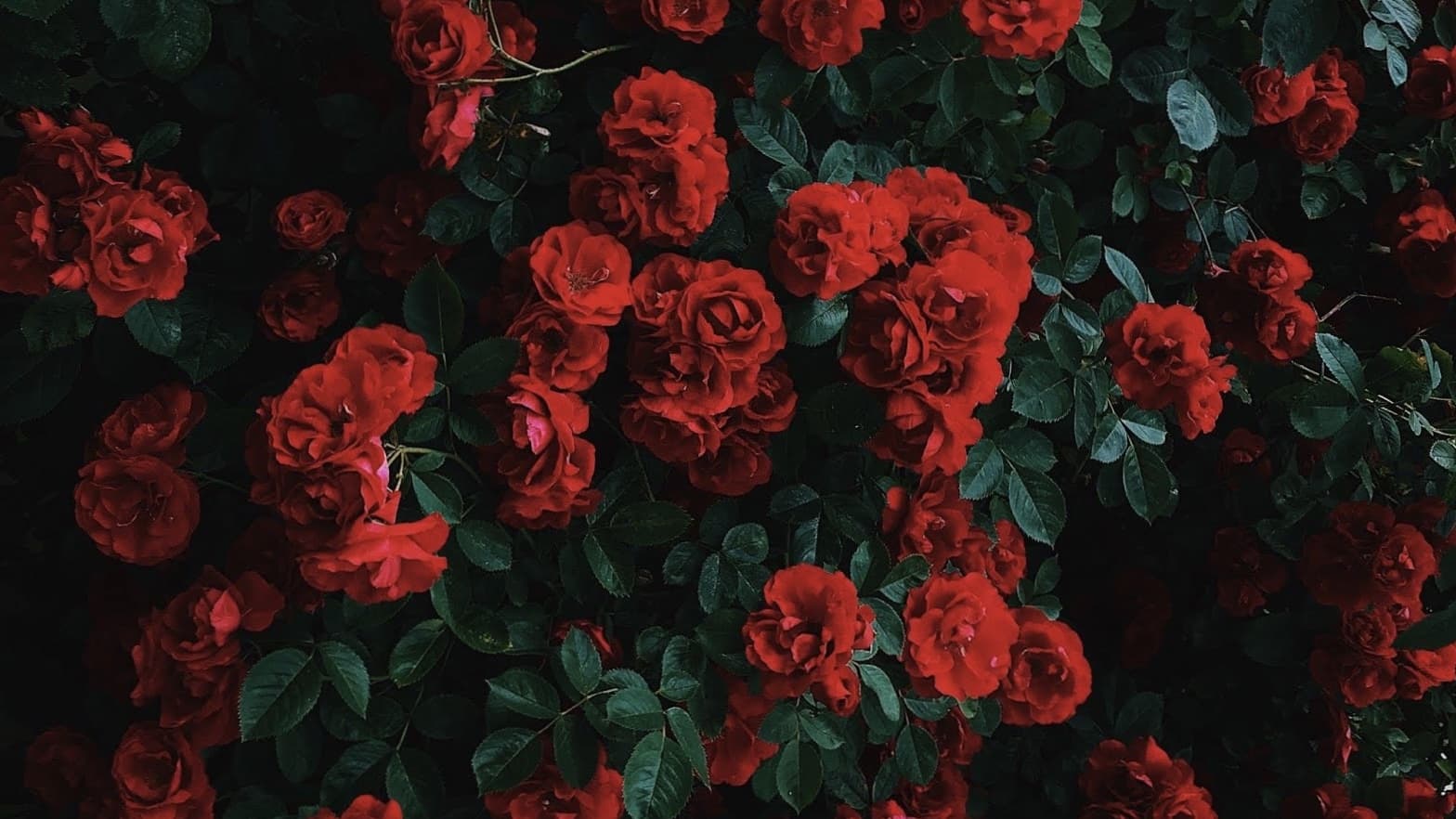 x banner image