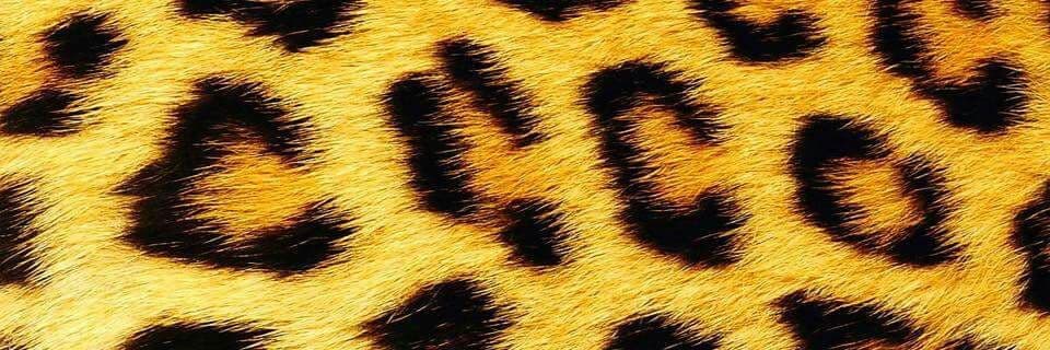 Alexander Lopez banner image