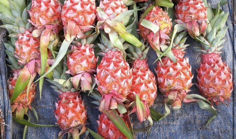 🍍🍍🍍🍍🍍 banner image