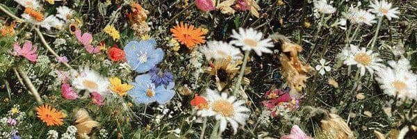 sage 🌾 — naekeunbaebbw banner image