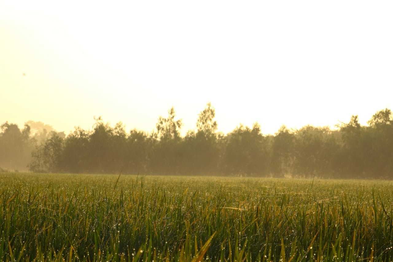 Showkali Shoots banner image