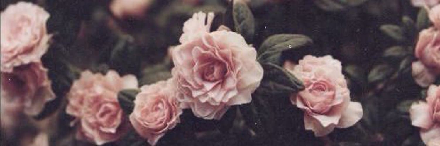 Amelia Mae banner image
