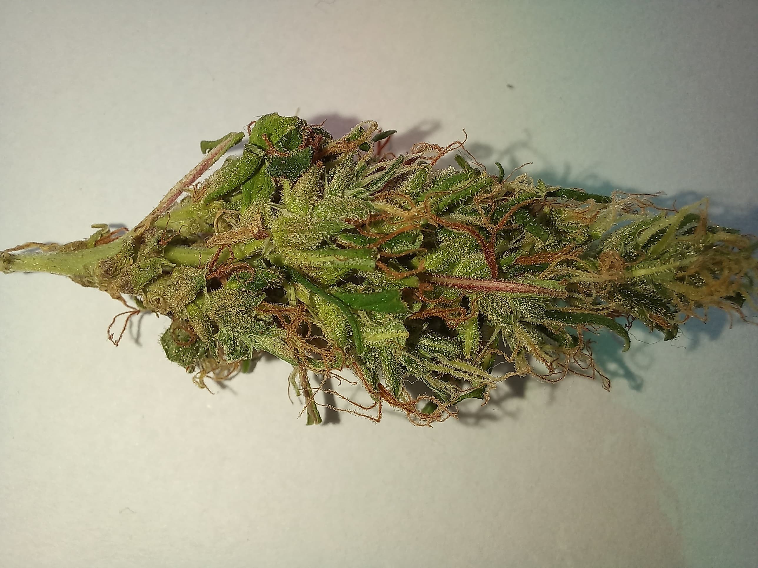 Rasta Maconheiro banner image