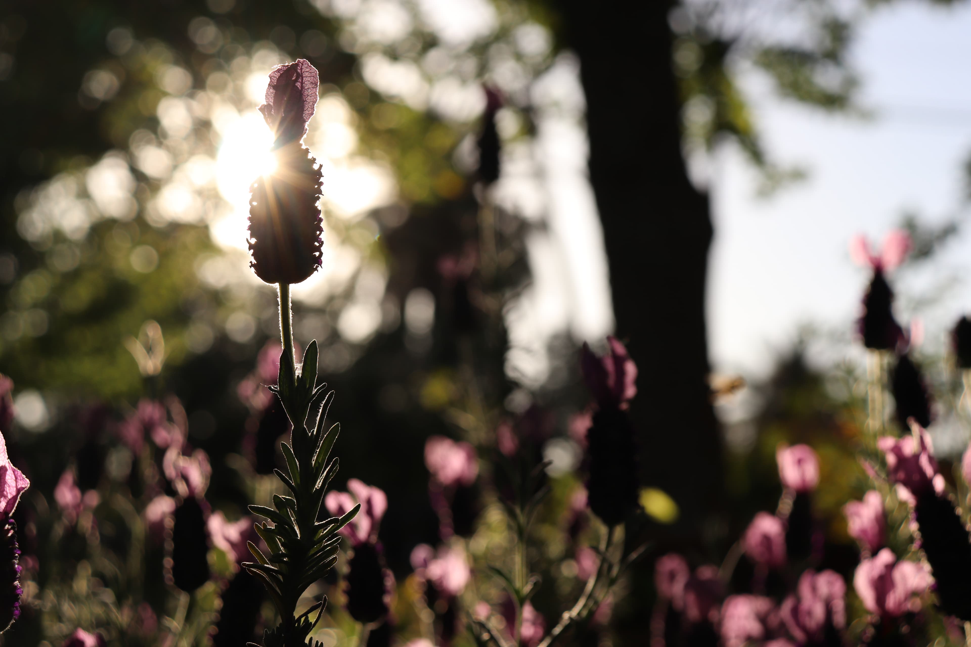 Juliet Fleur banner image