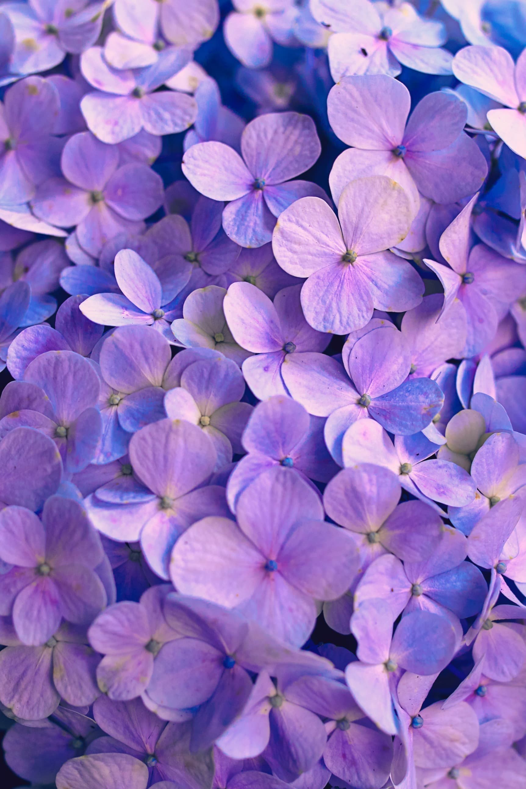Stacy banner image