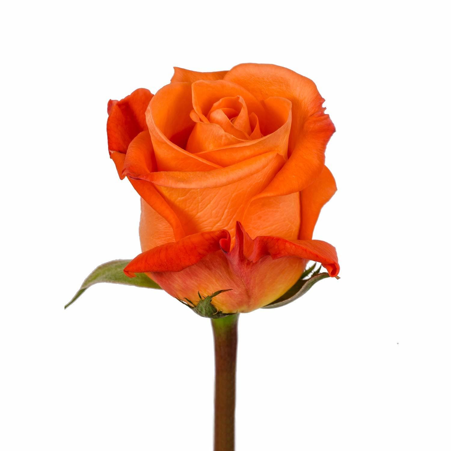 Spice banner image