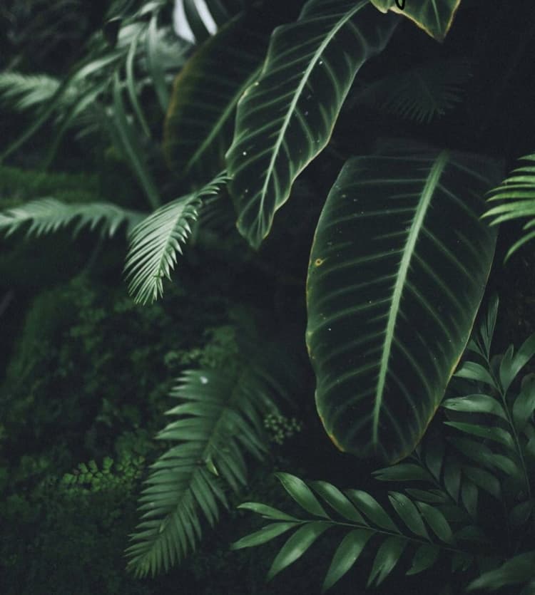 Tigerlily banner image