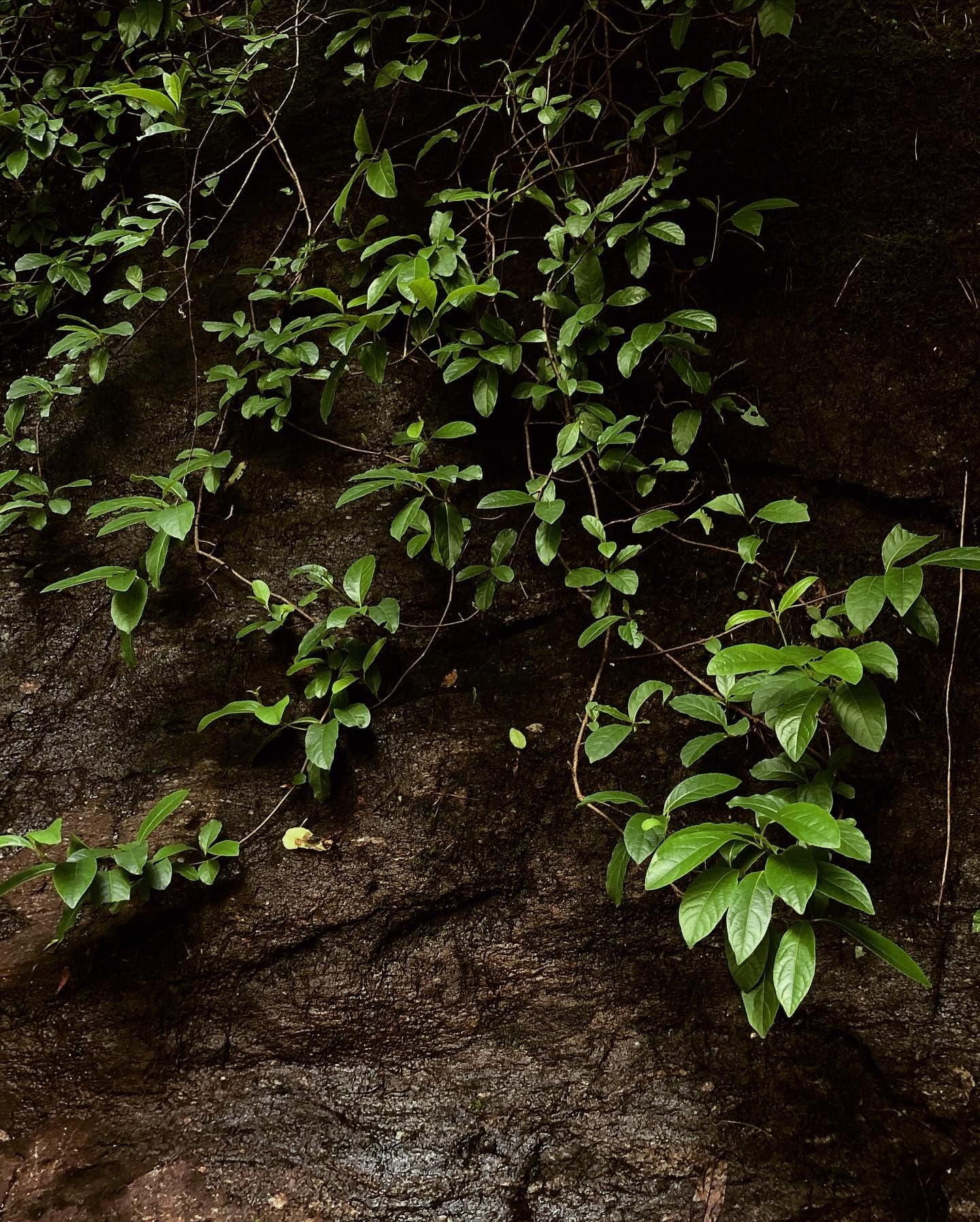 Olive banner image