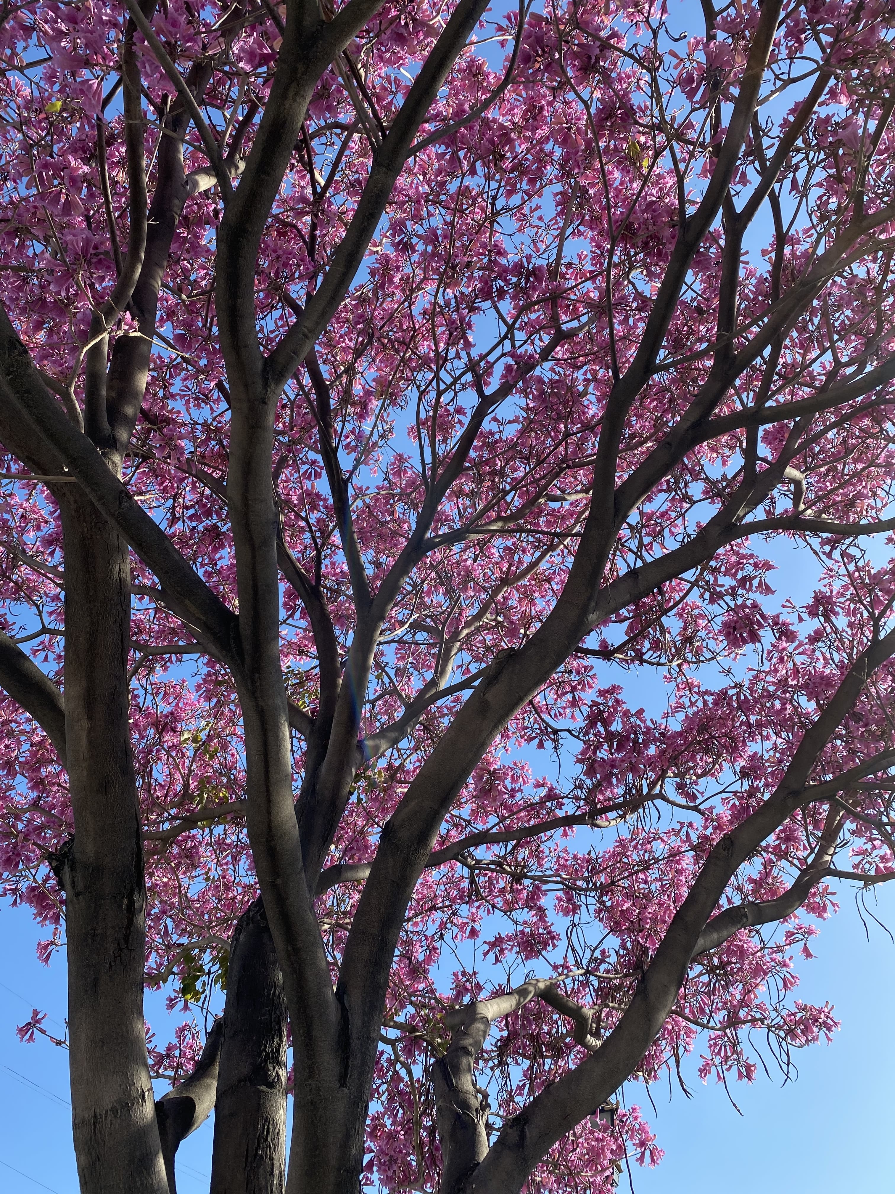 Iris banner image
