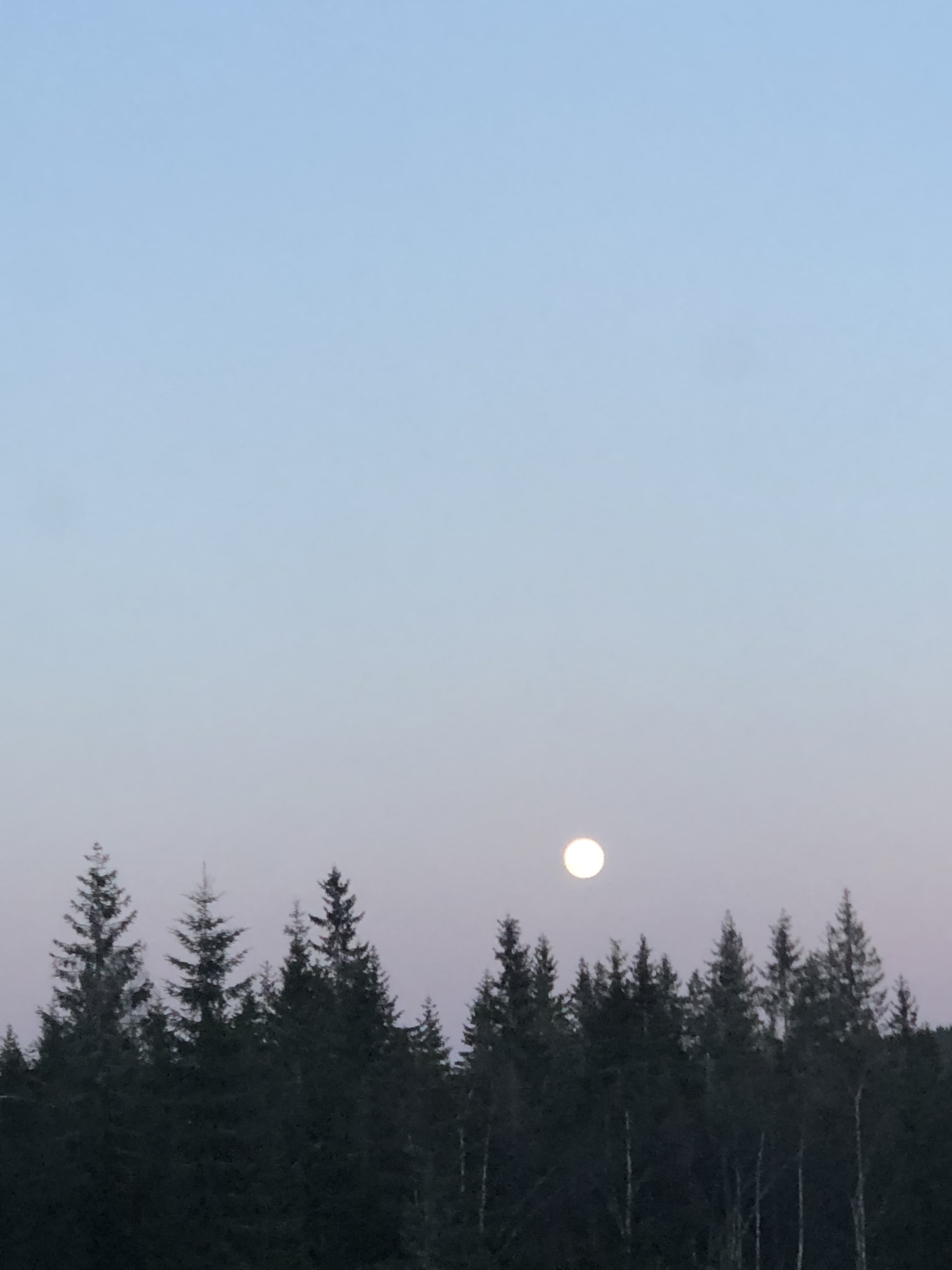 Selli Berry banner image