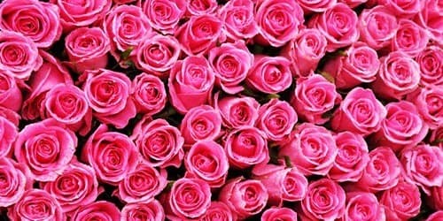 Anna banner image