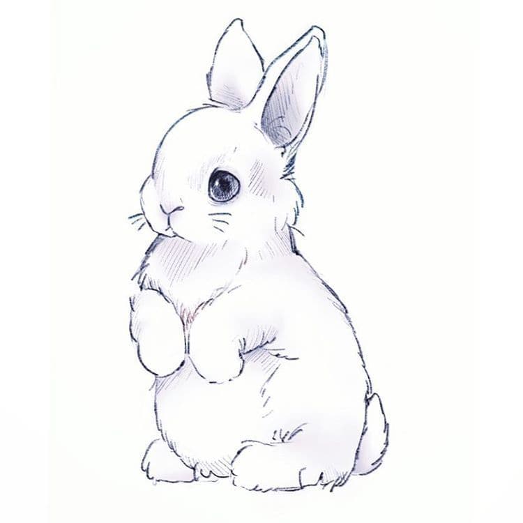 BunnyDuo banner image