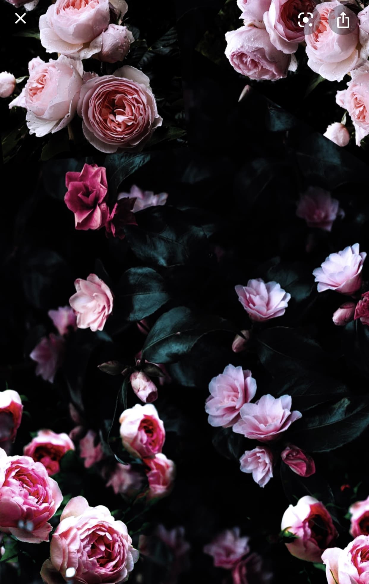 Celina banner image