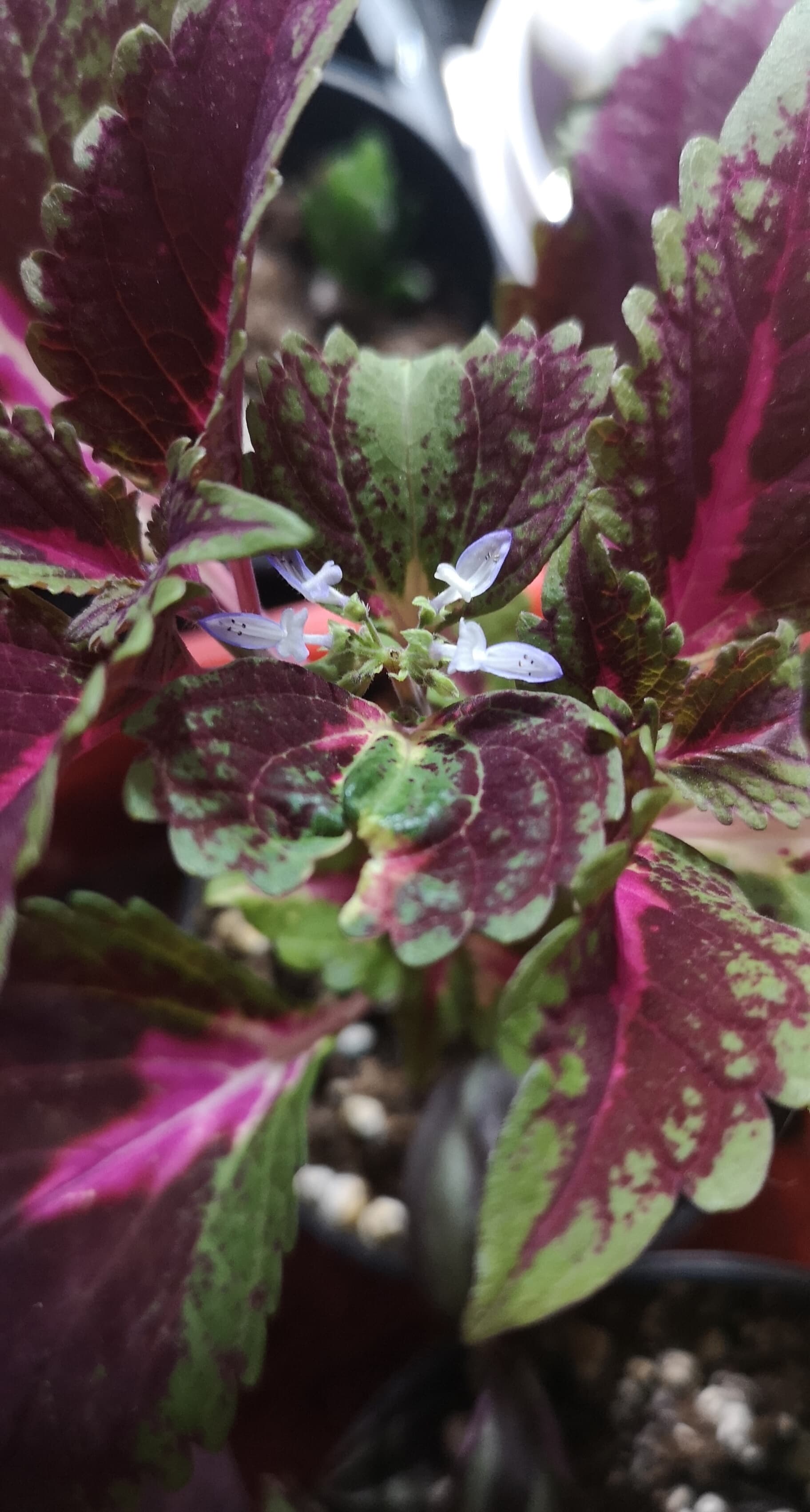 Garlicherb banner image