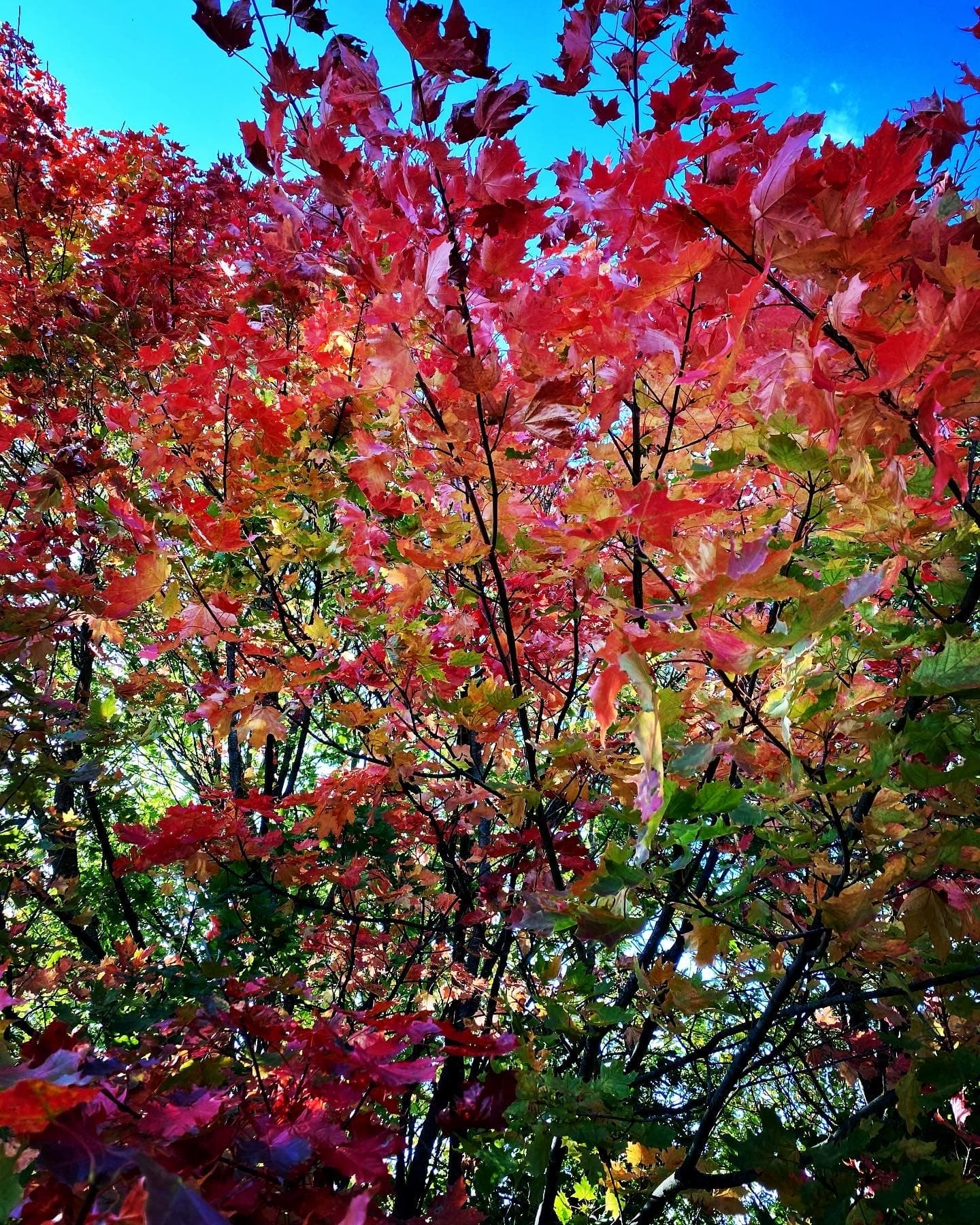 blodbudding@hotmail.com banner image