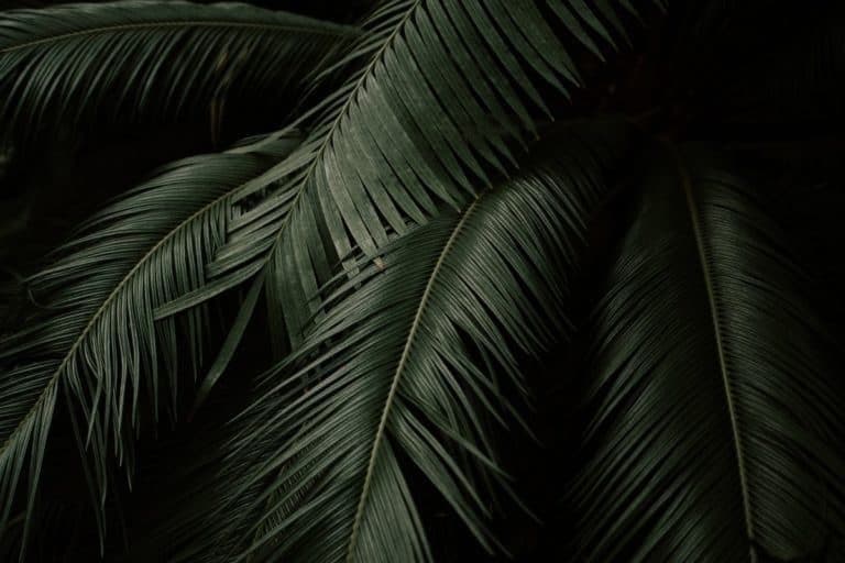 xxathenaxxx banner image