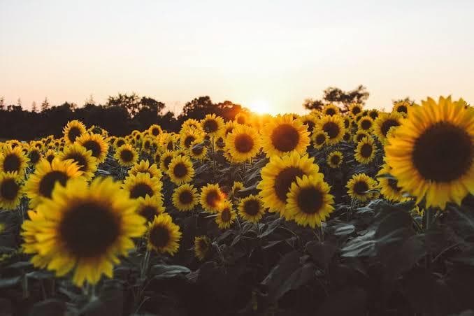 Its Sunflowery Girl banner image