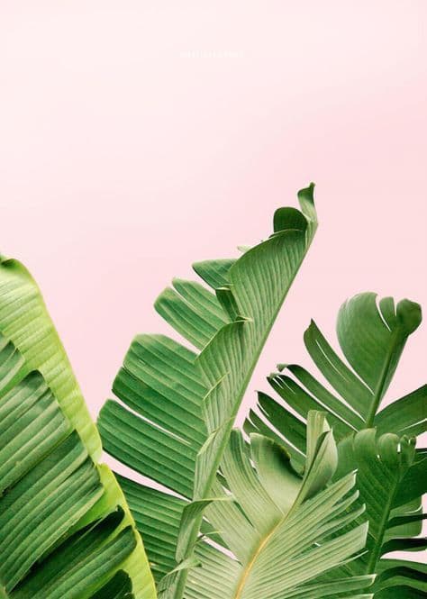 g h o s t banner image