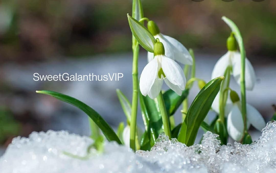 SweetGalanthusVIP banner image
