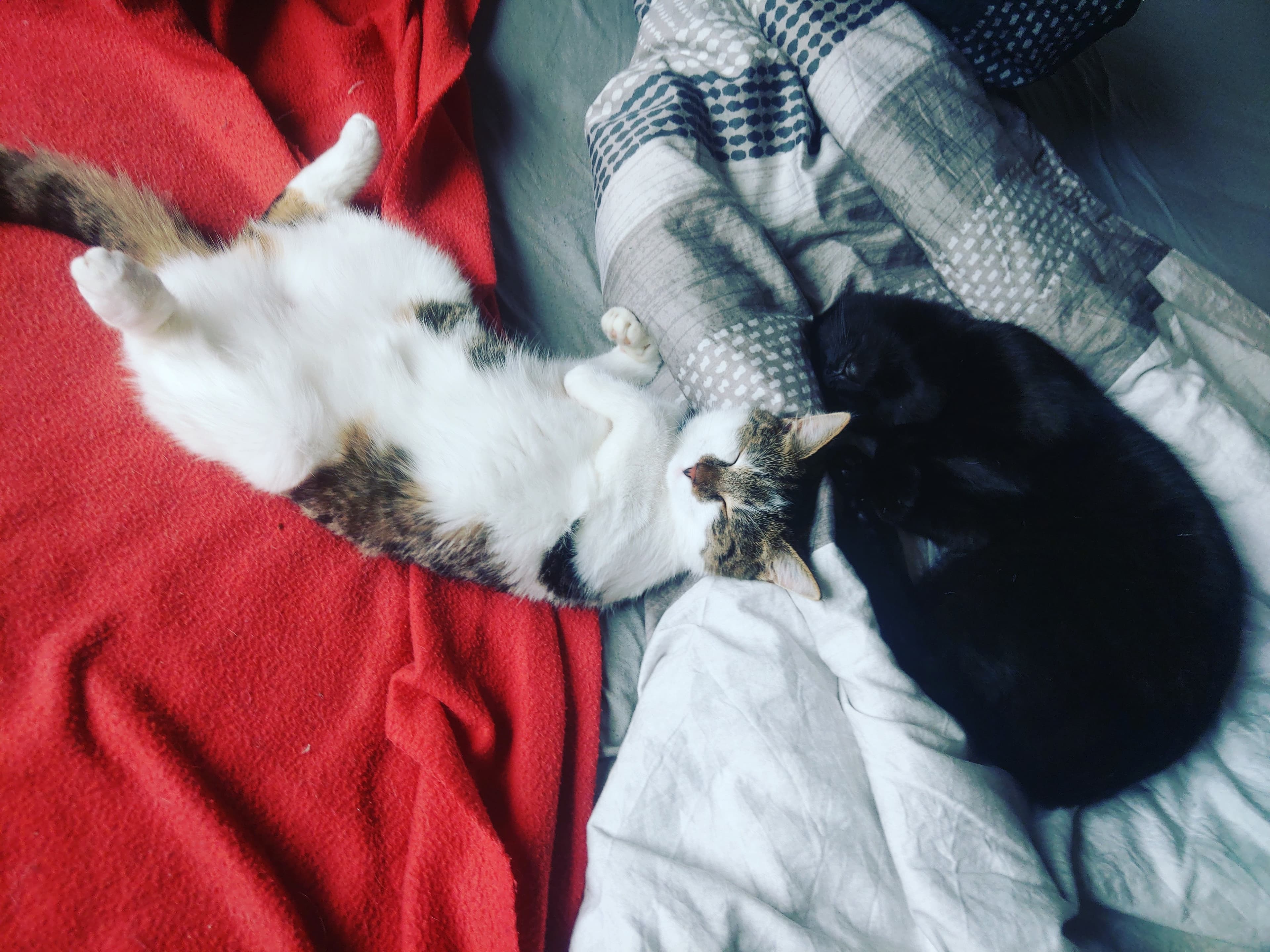 Littlekitties banner image
