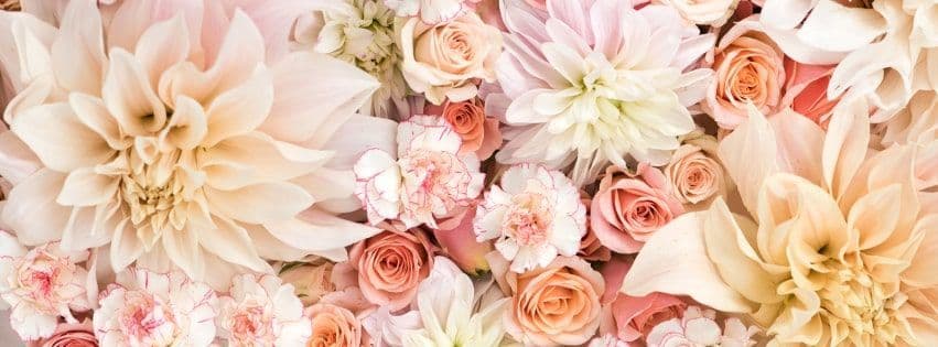 Dhalia Rose banner image