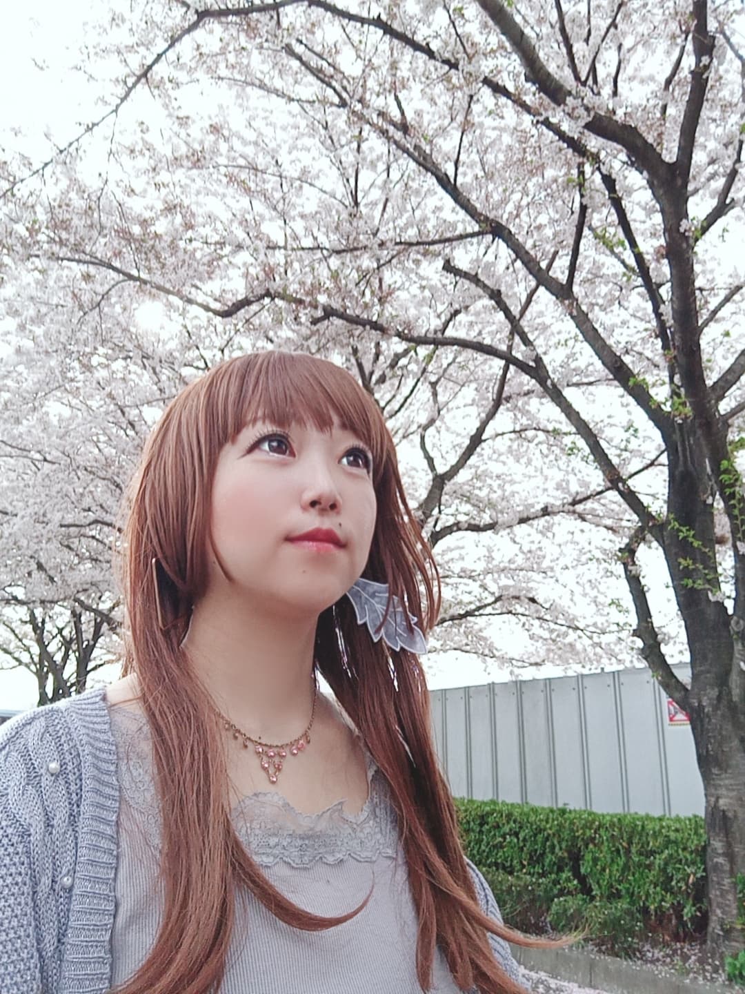 💕しゃみゅ@syamyu💕 banner image