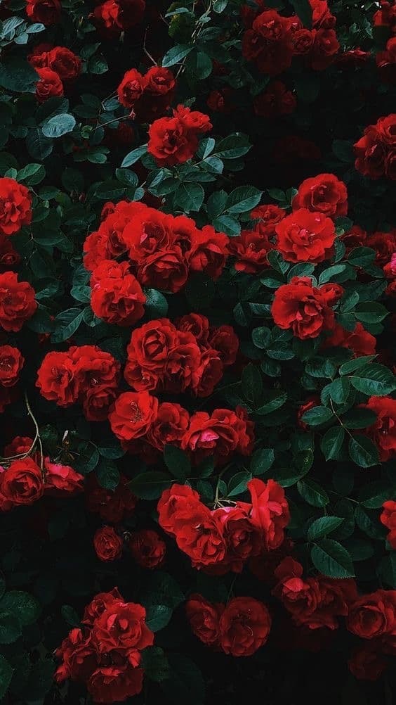 Bella banner image