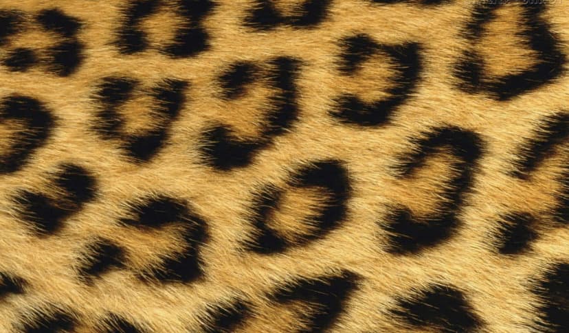 Angel 💞 banner image