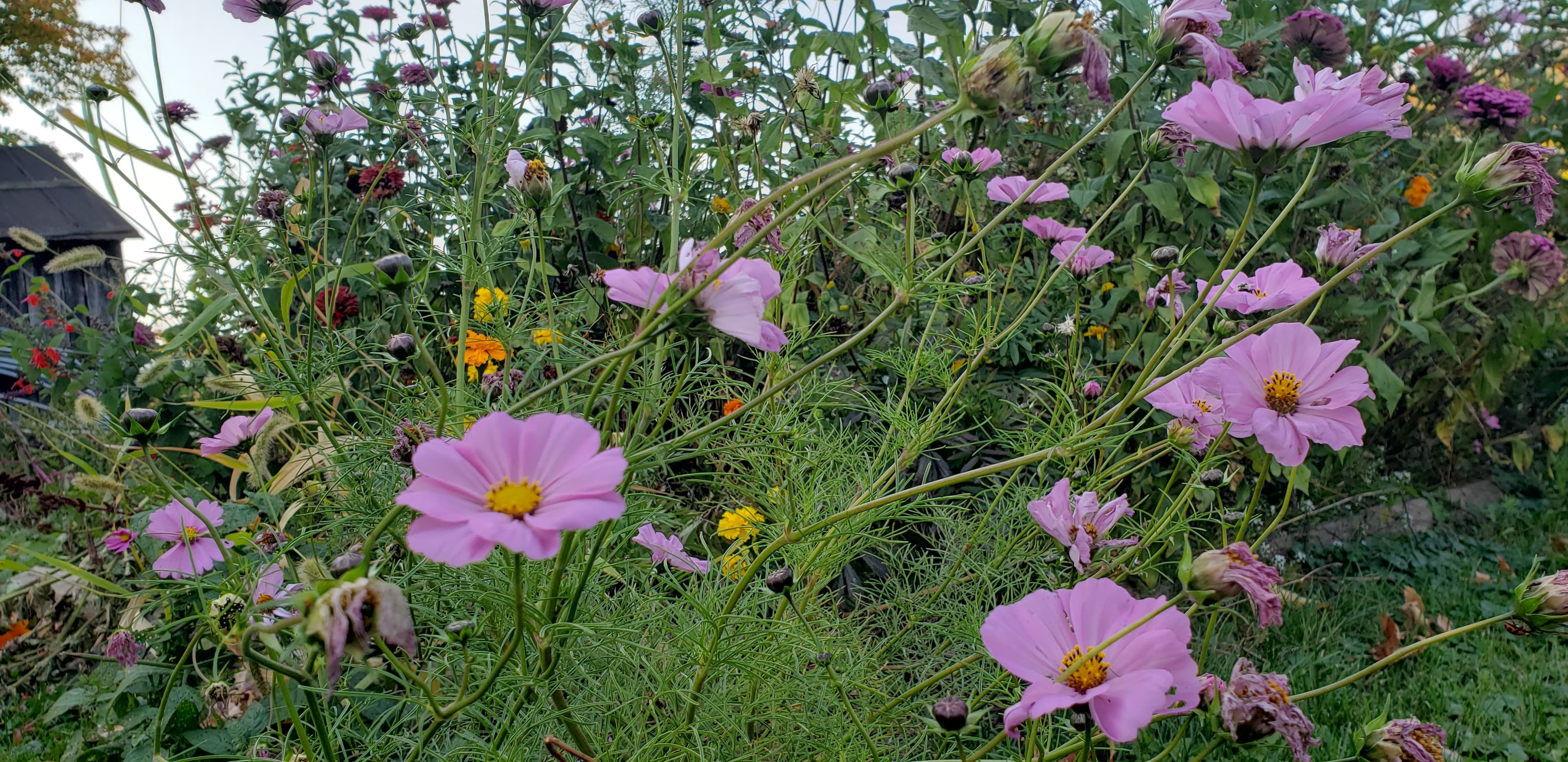 Amanda banner image
