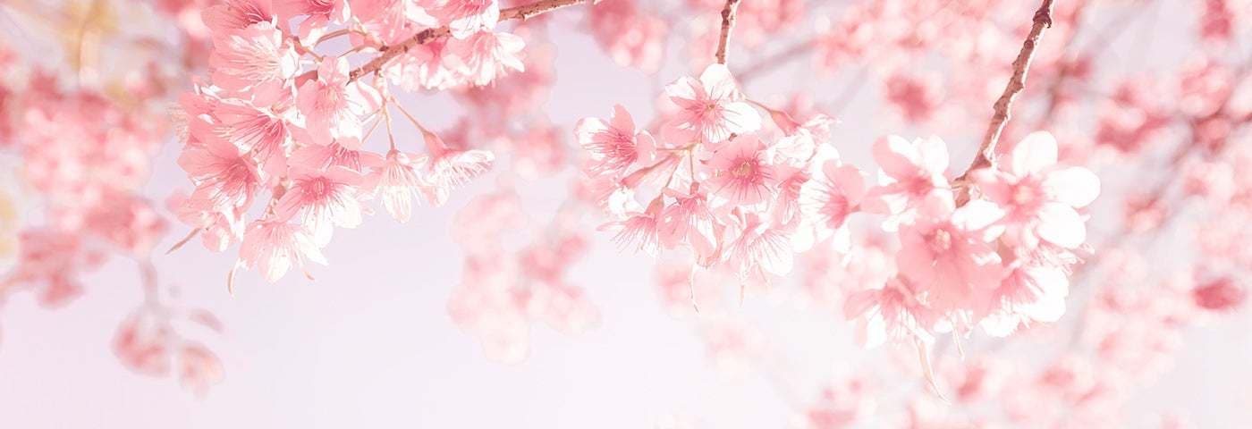 Sachi banner image