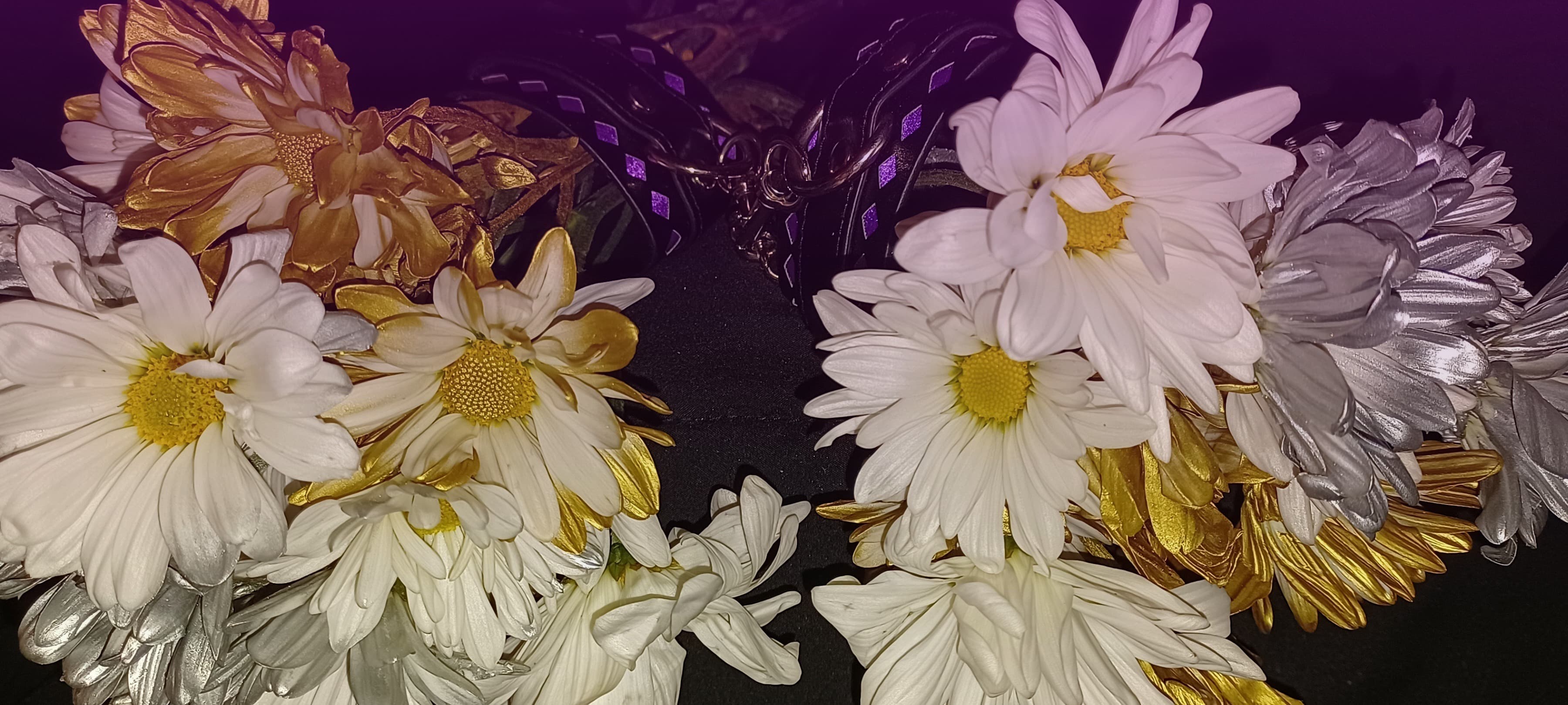 Shiro banner image