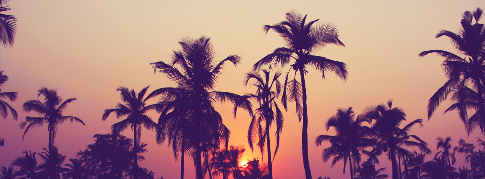 Lilly Aria banner image