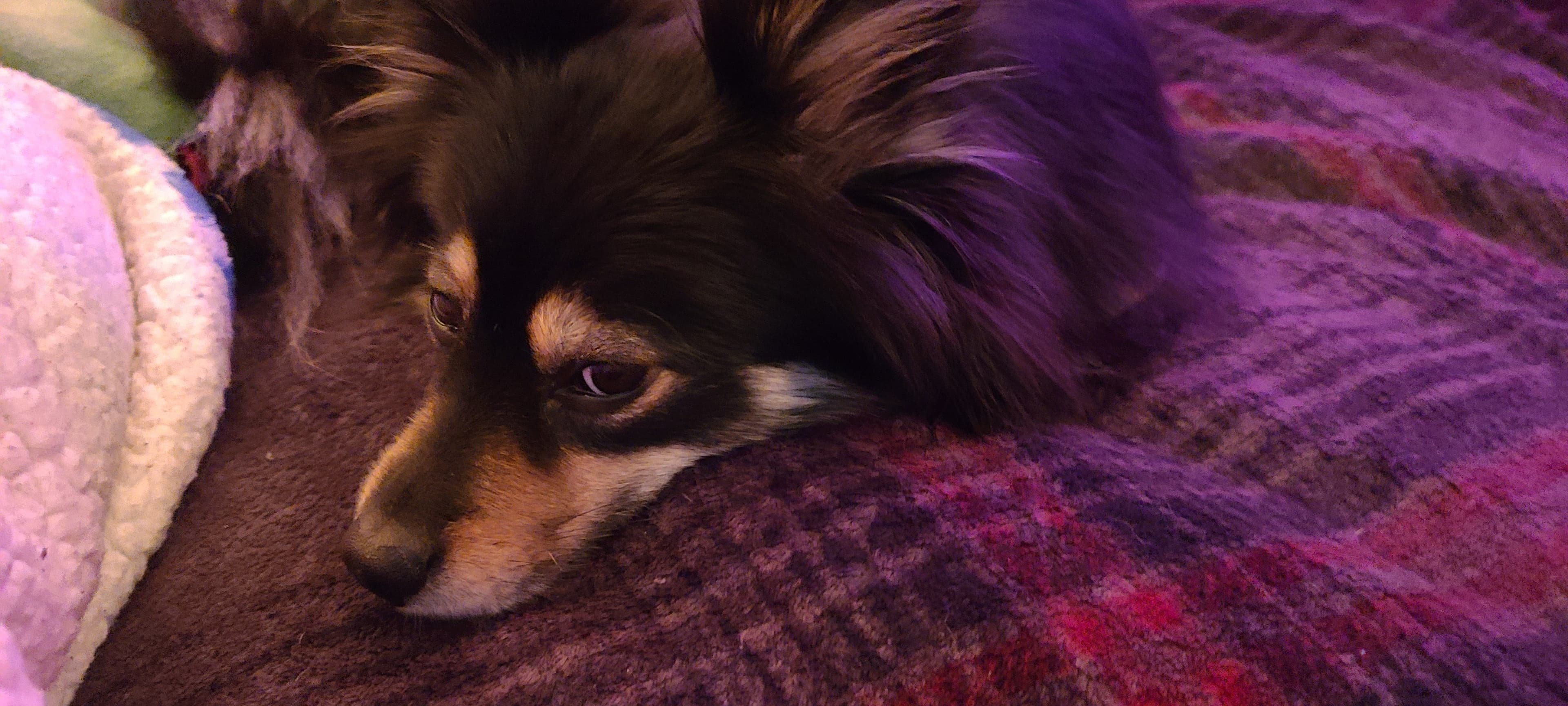 Pomsky Mom banner image