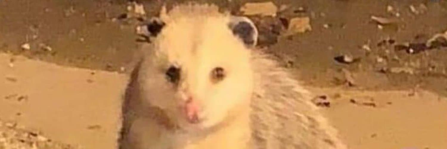 Possum 🏳️‍⚧️ banner image