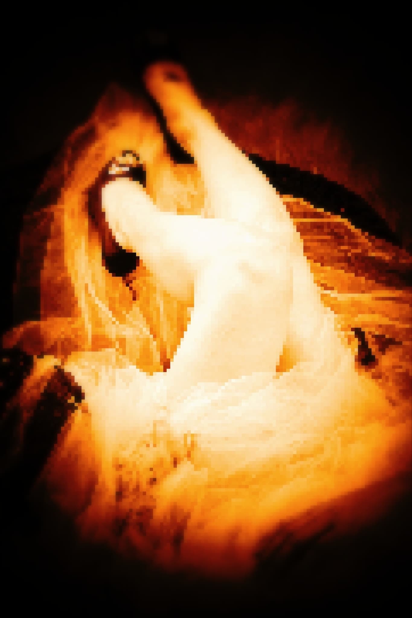 Blue Eyed Gavacha ⭐ banner image