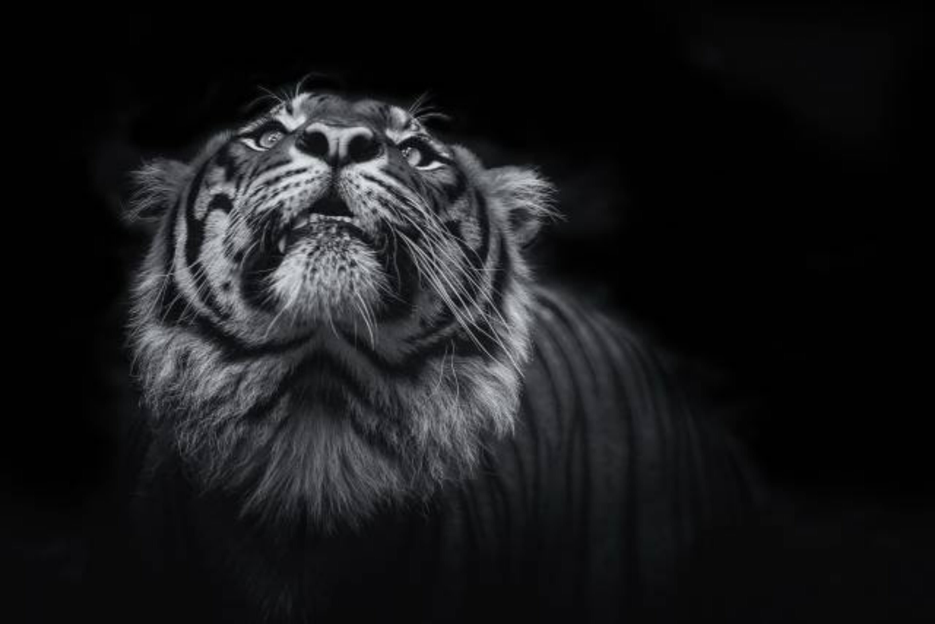 Taiton banner image