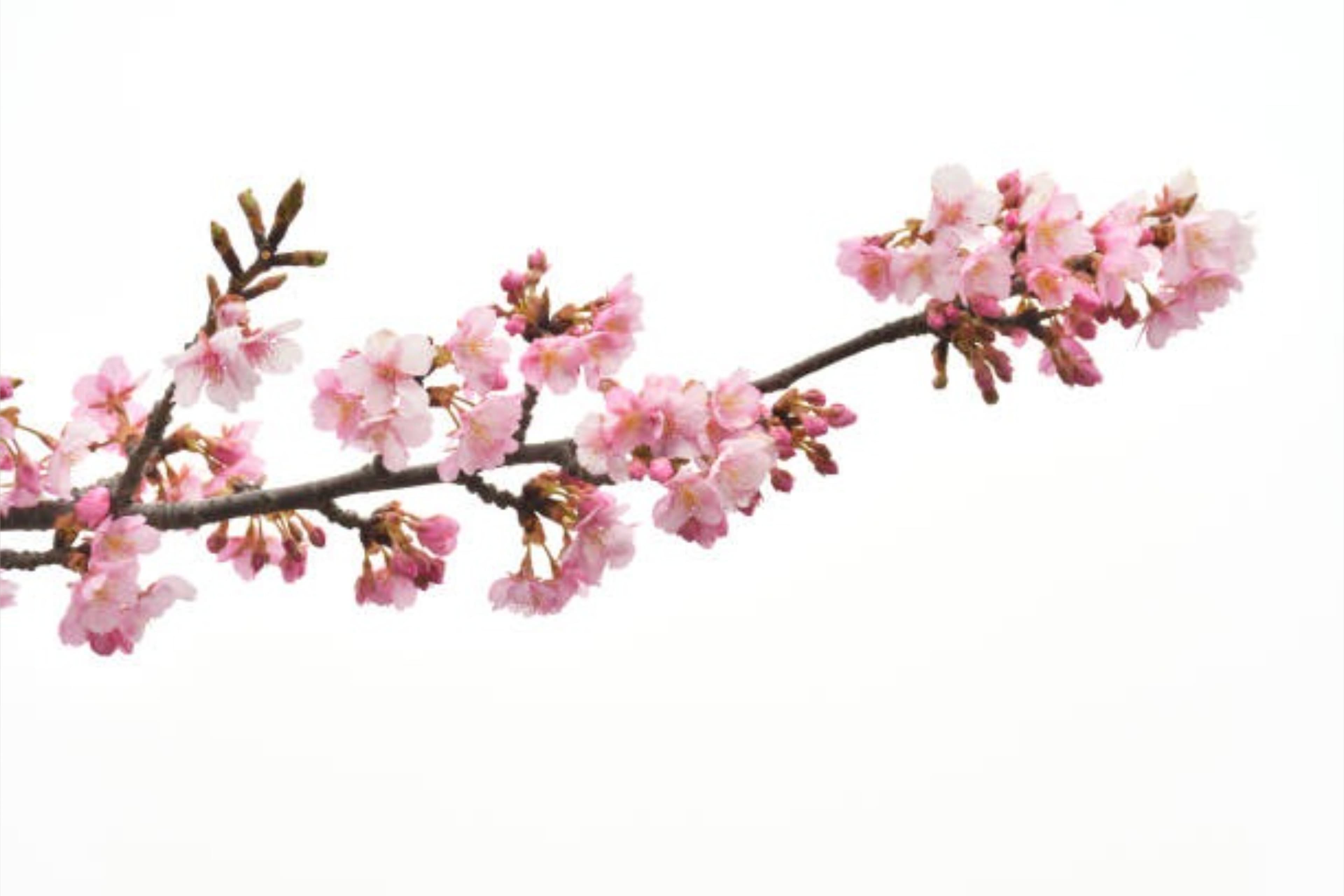 CherryBlossomToes banner image