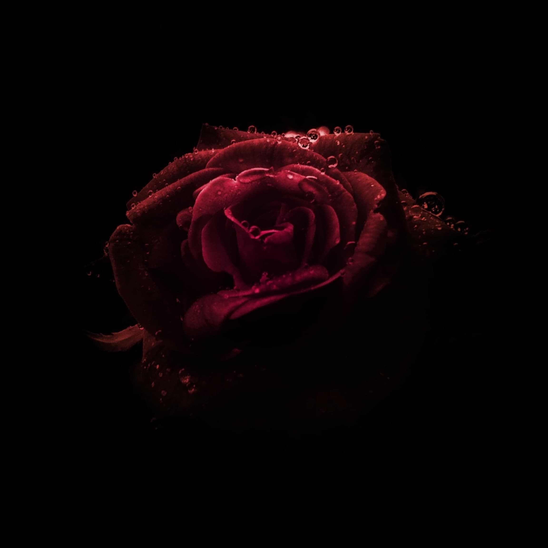 Lana Luna π (PREMIUM) banner image
