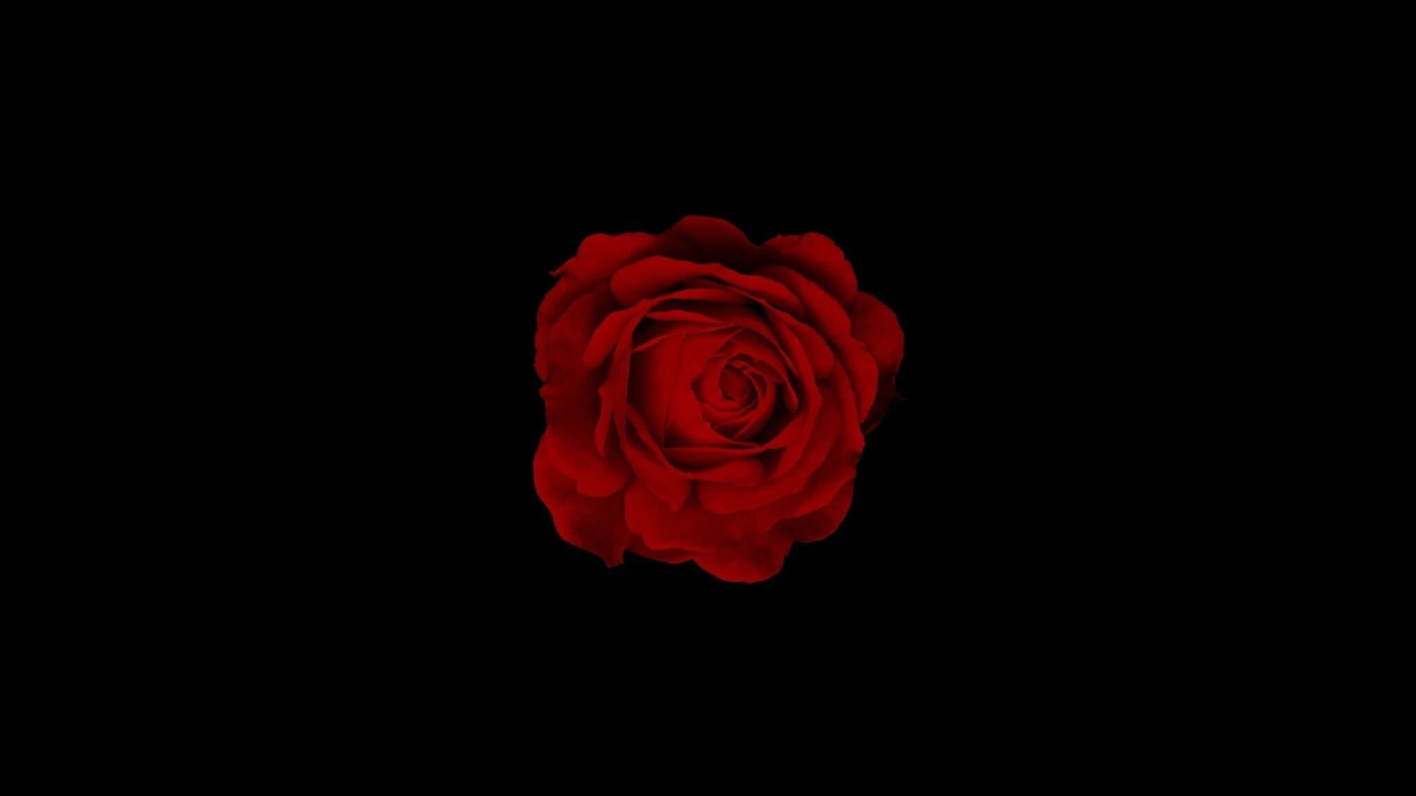 Scarlett Rose 🥀 banner image