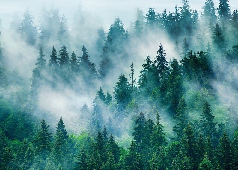 Ivy 🖤 banner image