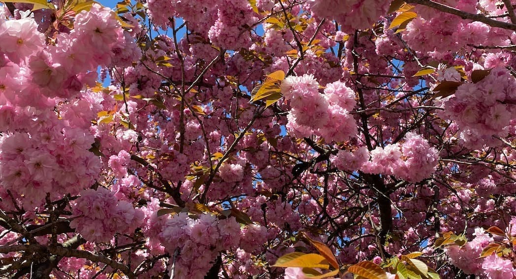 Thee Cherry on Top banner image