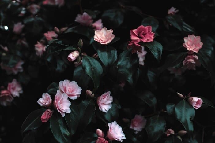 Sebastian ♡ banner image