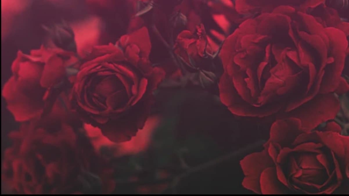 Goddess Rose banner image