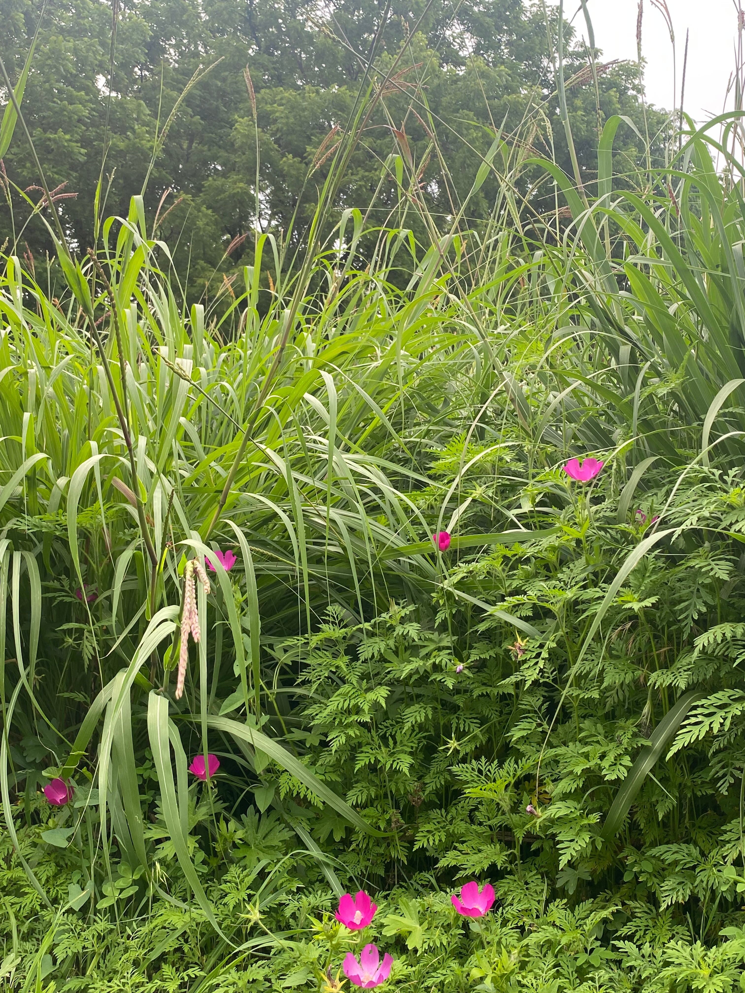 Aoife Siofra banner image