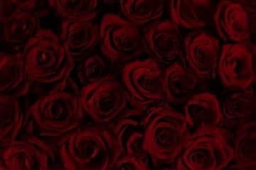 Vanessa Knight banner image