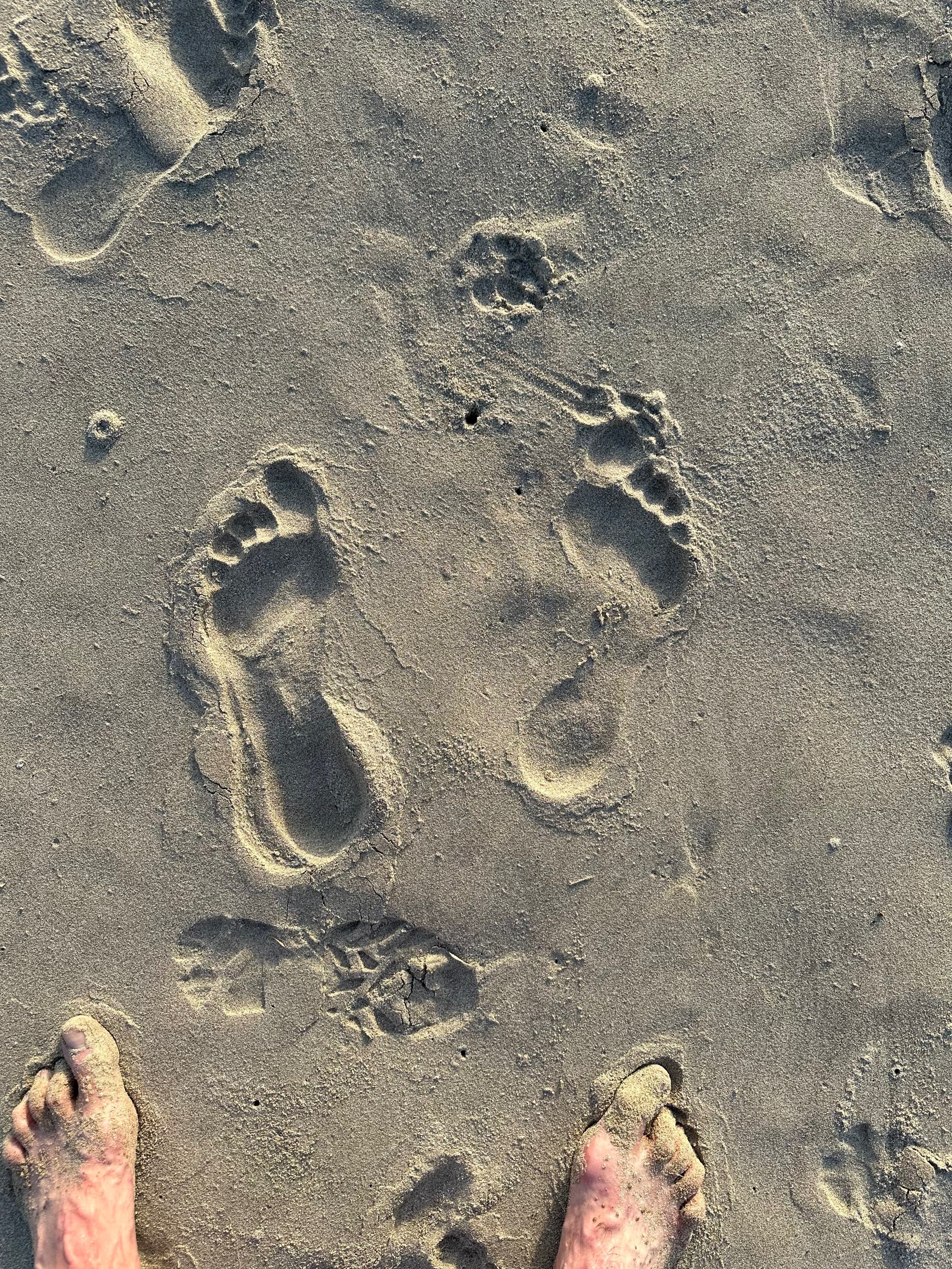 Bigfoot_abroad banner image